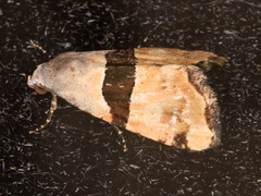 Cobubatha lixiva