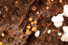 Hemitrichia