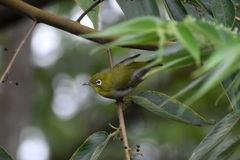 Zosterops japonicus