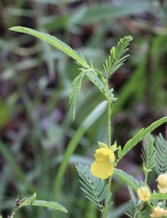 Chamaecrista nictitans aspera