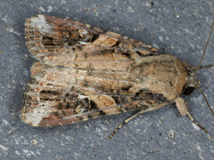 Spodoptera frugiperda