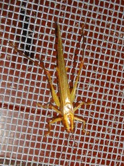 Conocephalus attenuatus