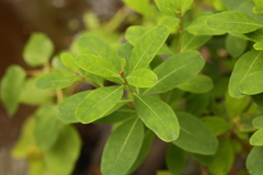 Hypericum walteri