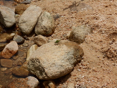 Erpetogomphus