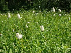 Bistorta bistortoides