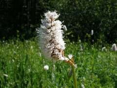Bistorta bistortoides