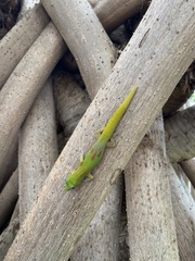Phelsuma laticauda laticauda