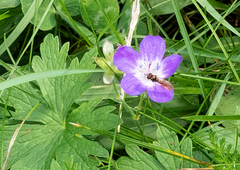 Melanostoma mellinum