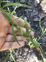 Eupatorium torreyanum