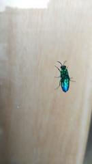 Chrysis angolensis