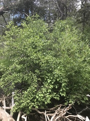 Alnus incana tenuifolia