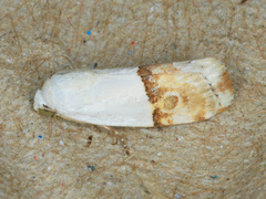 Ponometia elegantula
