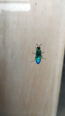 Chrysis angolensis