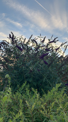 Buddleja davidii