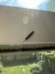 Trichoptera