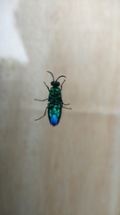 Chrysis angolensis