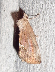 Hypsoropha hormos