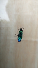 Chrysis angolensis
