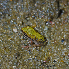 Pseudacris hypochondriaca