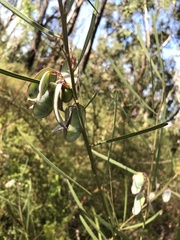 Acacia suaveolens