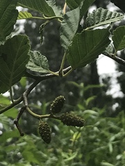 Alnus incana tenuifolia