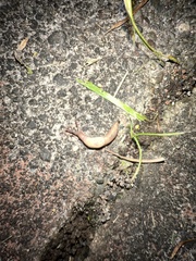 Deroceras reticulatum