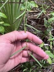 Vernonia blodgettii