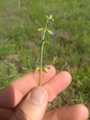 Salvia subincisa