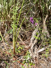 Vernonia blodgettii