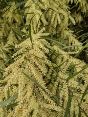 Acacia floribunda