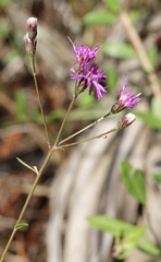 Vernonia blodgettii