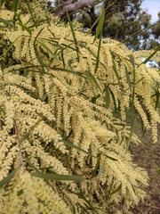 Acacia floribunda