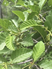 Alnus incana tenuifolia