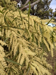 Acacia floribunda