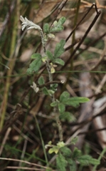 Xanthosia pilosa