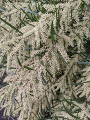 Acacia floribunda