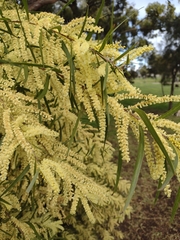 Acacia floribunda