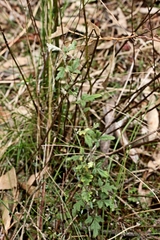 Xanthosia pilosa
