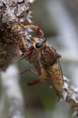 Proctacanthus heros