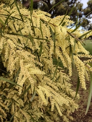 Acacia floribunda