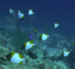 Hemitaurichthys polylepis