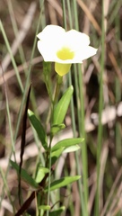 Angadenia berteroi