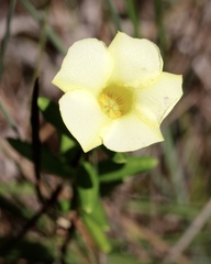 Angadenia berteroi