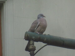 Columba palumbus