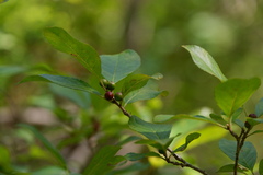 Ilex laevigata