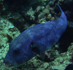 Arothron caeruleopunctatus