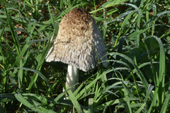 Coprinus