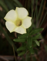 Angadenia berteroi