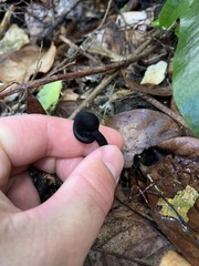Geoglossum