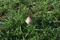 Coprinus